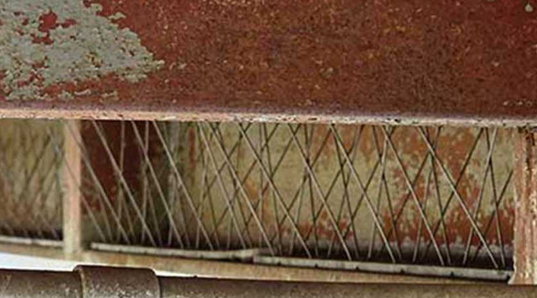 Bird Spikes: A Humane and Effective Solution for Bird Control