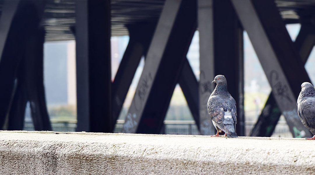 Bird control for the mining industry : Managing risk, safety, and compliance on-site