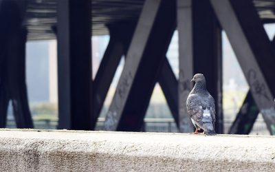 Bird control for the mining industry : Managing risk, safety, and compliance on-site