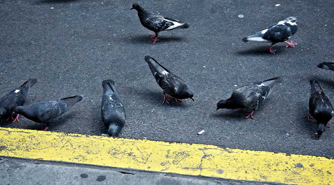 Bird Control for Refineries and Chemical Plants