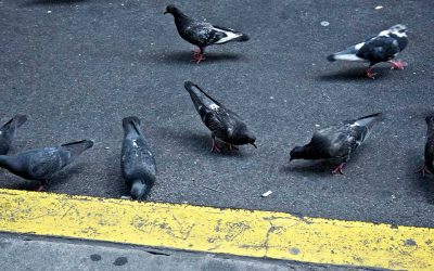 Bird Control for Refineries and Chemical Plants