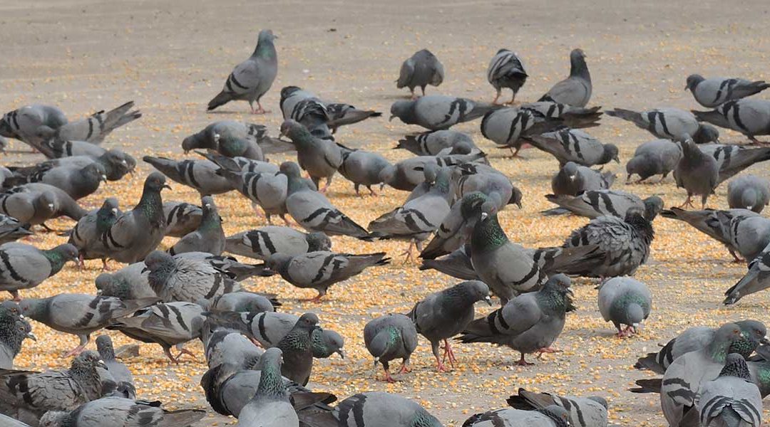 Bird Control for Schools and Universities: Protecting Students, Staff, and Learning Environments