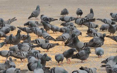 Bird Control for Schools and Universities: Protecting Students, Staff, and Learning Environments