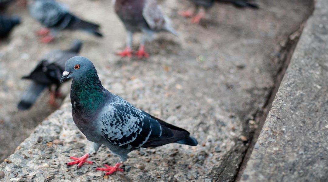 Bird control for power plants: Protecting critical infrastructure and ensuring uninterrupted operations