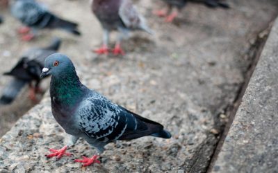 Bird control for power plants: Protecting critical infrastructure and ensuring uninterrupted operations